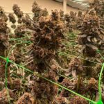 243587275_4438812006197587_5887840603641250035_n