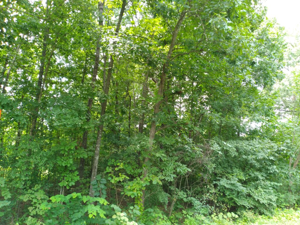 woods 818_131202